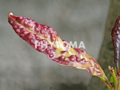 Trioza erytreae ( HLB ) 